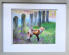 “Smart As A Fox,” Photograph, 12×15”