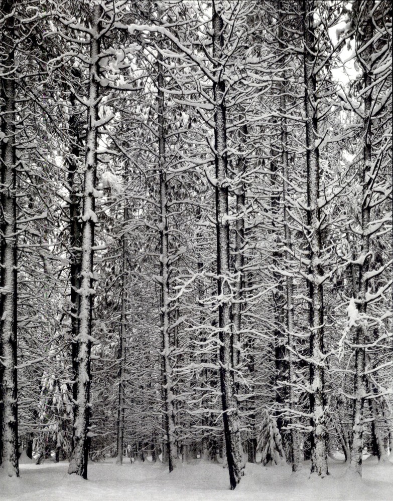 1972 1933 Ansel Adams Pine Forest In Snow Yosemite National Park Art Photo