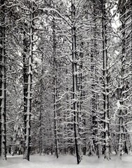 1972 1933 Ansel Adams Pine Forest In Snow Yosemite National Park Art Photo
