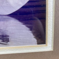 Framed Art Gore Photo Print Onion Gold Frame 16 x 12, image 9 x 7 – Food