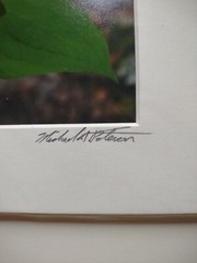 Signed Michael A Peterson Photography Trilliums Flat Mounted Canvas Gatorboard
