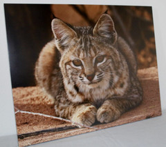Bobcat «Spiritual Connection» 16″ x 20″ Mounted Wildlife Photo by Kim Barry