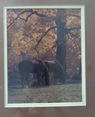 Springer Photography Fall Scene With 2 Brown Horses Matted Wrapped In Plastic