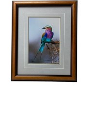 Jewel of The Serengeti by Thomas D. Mangelsen. Signed. Numbered. Personal Gift.