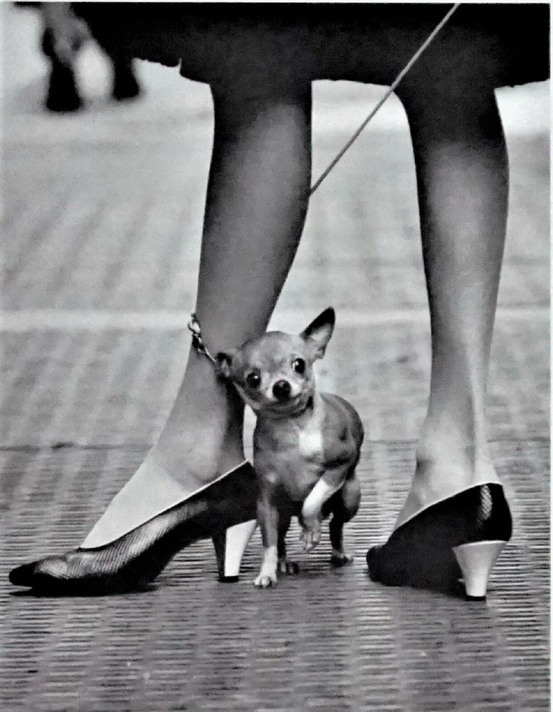 Yale Joel «The LIFE Picture Collection» Chihuahua and Pappagallo Shoes, 1961 COA