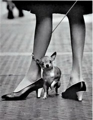 Yale Joel «The LIFE Picture Collection» Chihuahua and Pappagallo Shoes, 1961 COA