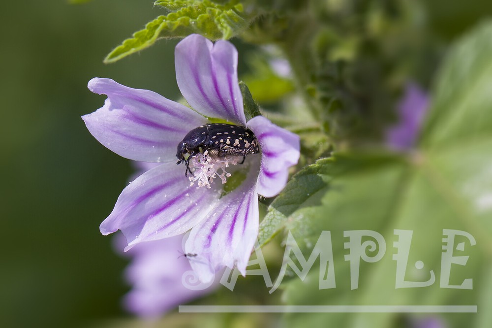 Nature Purple wild wonderful flowers and small cute beetle Painting Photo Print