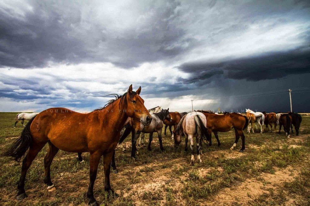 Horse Photography Print | Equine Picture | Oklahoma Wall Art | Western Decor