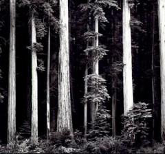 1972 1960 Ansel Adams Redwood Trees Bull Creek Flat California Art Photo