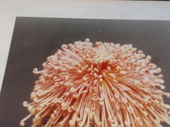 LOT 3 ORIGINAL COLOR PHOTOGRAPHS OF PLANTS FLOWERS SPECIES 14.5 X 10.25 INCHES