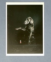 William Wegman – Fay Rey – Fotofolio Art Photo Print Card 1980s