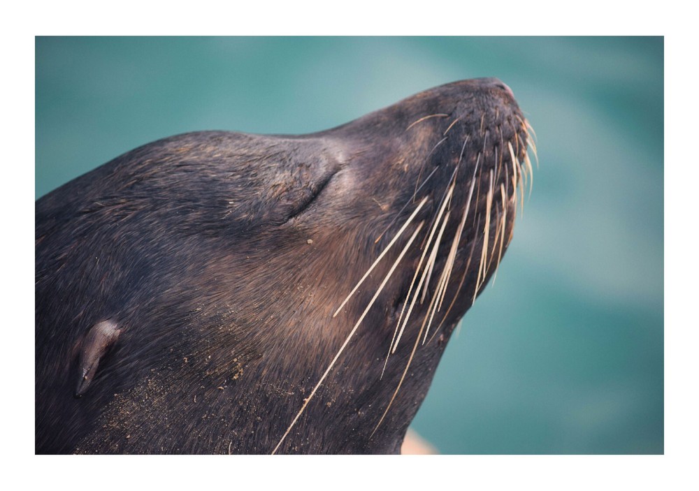 Sea Lion Headshot, High Resolution Image, Many Formats, TV Art