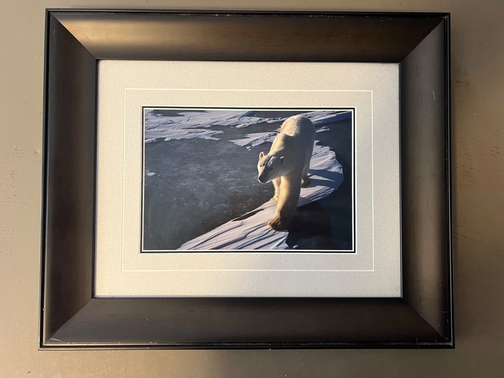 Thomas Mangelsen – Framed Art Polar bear Photograph – RULER OF THE ICE