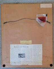 Thomas Mangelsen Jewel of the Serengeti signed numbered