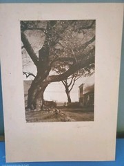 PHOTOGRAPHER JOSE ALEMANY; Original Titled Photo, «The Old Tree» Image 6.5 x 9.5
