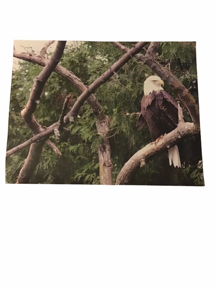 Photo of Eagle In A Tree 14 x 11 inches on Photo Paper Signed 03-01-2010