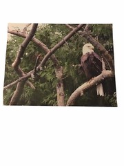 Photo of Eagle In A Tree 14 x 11 inches on Photo Paper Signed 03-01-2010