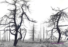 Vintage, large photo, «The silent death 5» handwritten sign DIN A 4