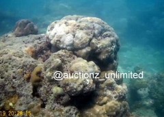 Digital Image Picture Photo Pic Andaman India underwater coral life scuba AND051