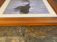 Bald Eagle “Walk On Water” Solid Wood Frame Hand Signed Photograph Lichtenberger