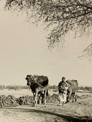 Large Signed Black & White Photo Print 1952 Egypt Man & Cows