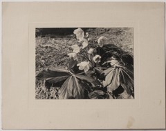Original vintage dated 1935 flower still life