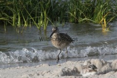 Willet Photo, Pick One Image – Various Sizes