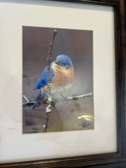 Two Signed Numbered Framed Bird Photographs Cardinal Bluebird By E.J. Kowalski