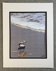 Plover Digital Watercolor Original Photograph 8 X 10 Matted To 11 X 14 – Signed