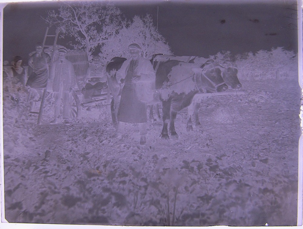 Vintage Ox Team Historic Large Glass Negative No 1