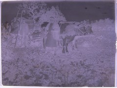 Vintage Ox Team Historic Large Glass Negative No 1
