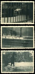 3 x Zoo Berlin 1930s – Bears – Polar Bear – Photo 9x6cm