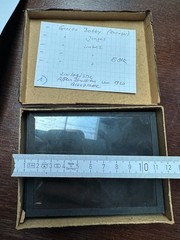 Five Vintage Zoological Monkey Studies on Glass Plate, Photo TE1199