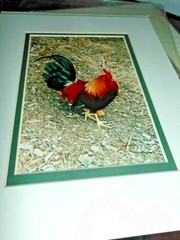 Set of 4 Wild Bird Color Prints by Debbie Lloyd,8×10, Double Mats, in Cello Bags
