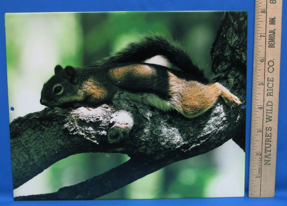 Mark Lewer Squirrel Laying Down Photograph Picture Printed on Metal Wall Hanging