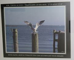 13×16 framed photo of Bird landing on Piling in Backyard across the Bay from LBI