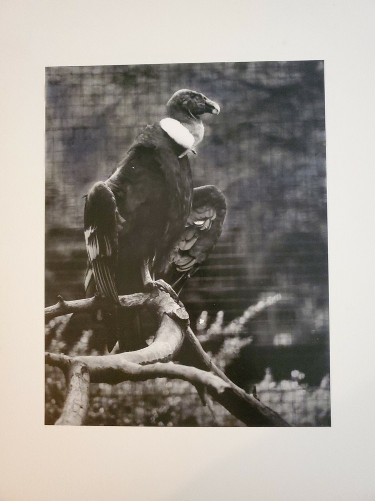 VULTURE LARGE ORIGINAL SIGNED ART PHOTO B&W STETTNER VTG MATTE NJ CAMERA