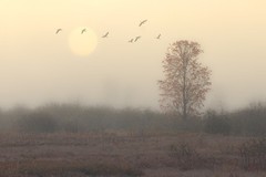 Autumn Moon, Trees, Birds, Landscape, Fine Art Photograph