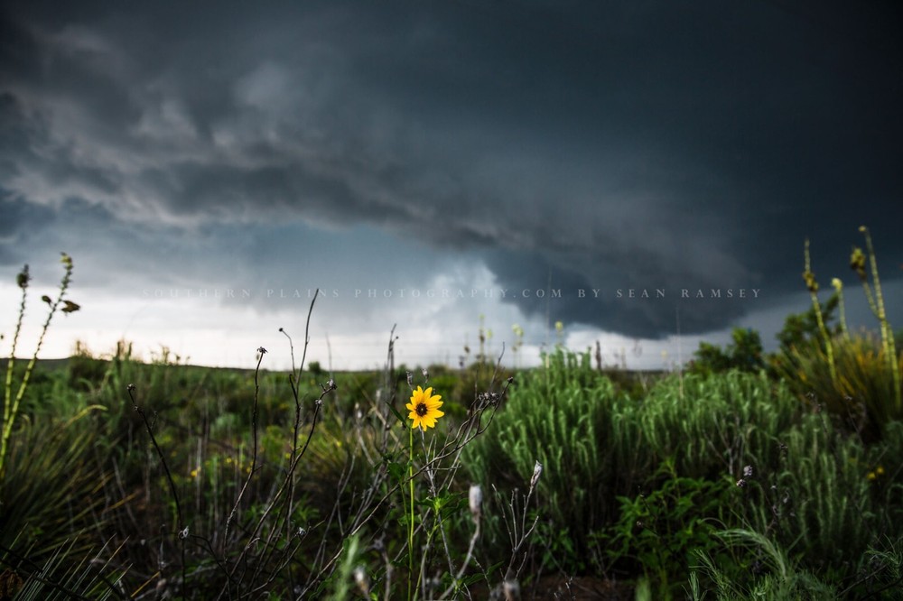 Sunflower Photography Print Storm Picture Texas Photo Nature Decor