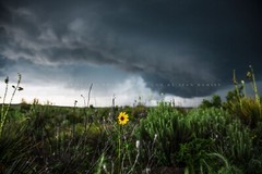 Sunflower Photography Print Storm Picture Texas Photo Nature Decor