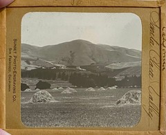 Gilbert? Hassell / Northern California Magic Lanterns Agricultural Big Trees