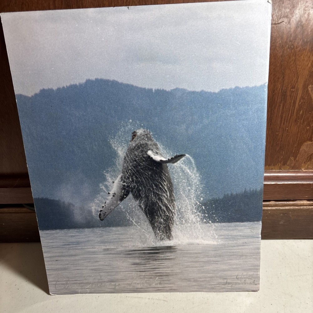 8 X 10 1/4 Photograph On Cardboard Clover Passage Alaska Humpback Whale lmt v015