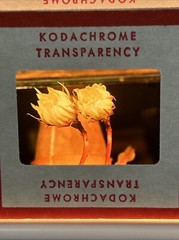 Kodachrome Red Border Lot Of 40 1950’s Still Life Flowers 35mm Color Slides B