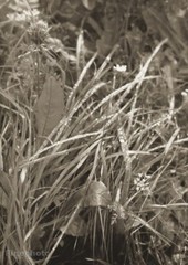 1946 Vintage JOSEF SUDEK Morning Dew Grass Nature Original Photo Gravure Art