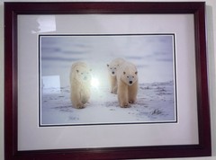 Polar Bear Nature Signed Limited Edition Framed Art Print