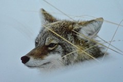 COYOTE UP TO HIS NECK IN SNOW Original Photograph by James T. Jones 1985 Framed