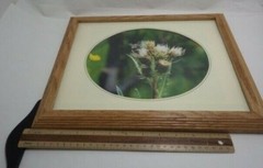 Thistle Bumble Bee Framed Photo Print Oval Matte