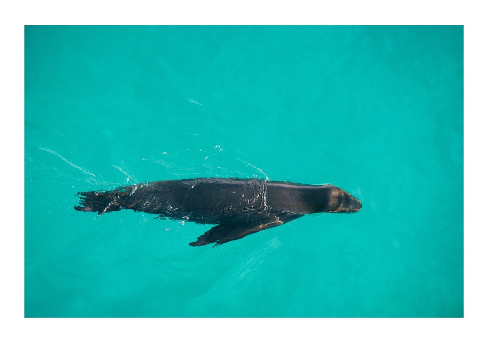 A Sea Lion Swimming, High Resolution Image, Many Formats, TV Art
