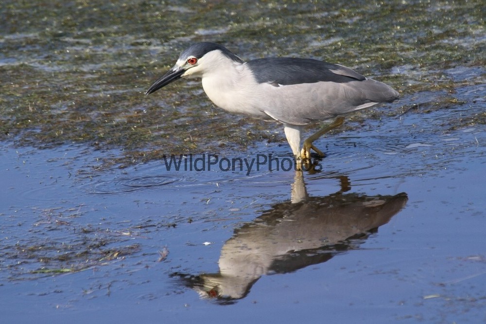 Black Crowned Night Heron Photo, Pick One Image – Various Sizes