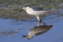 Black Crowned Night Heron Photo, Pick One Image – Various Sizes